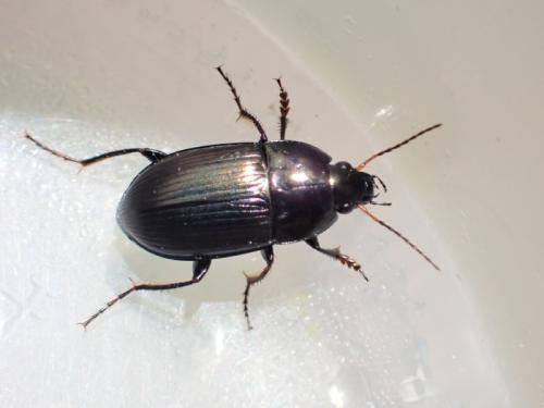 Réf. 342 770 : Amara ovata